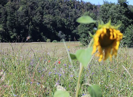 Blumenwiese im Schambachtal